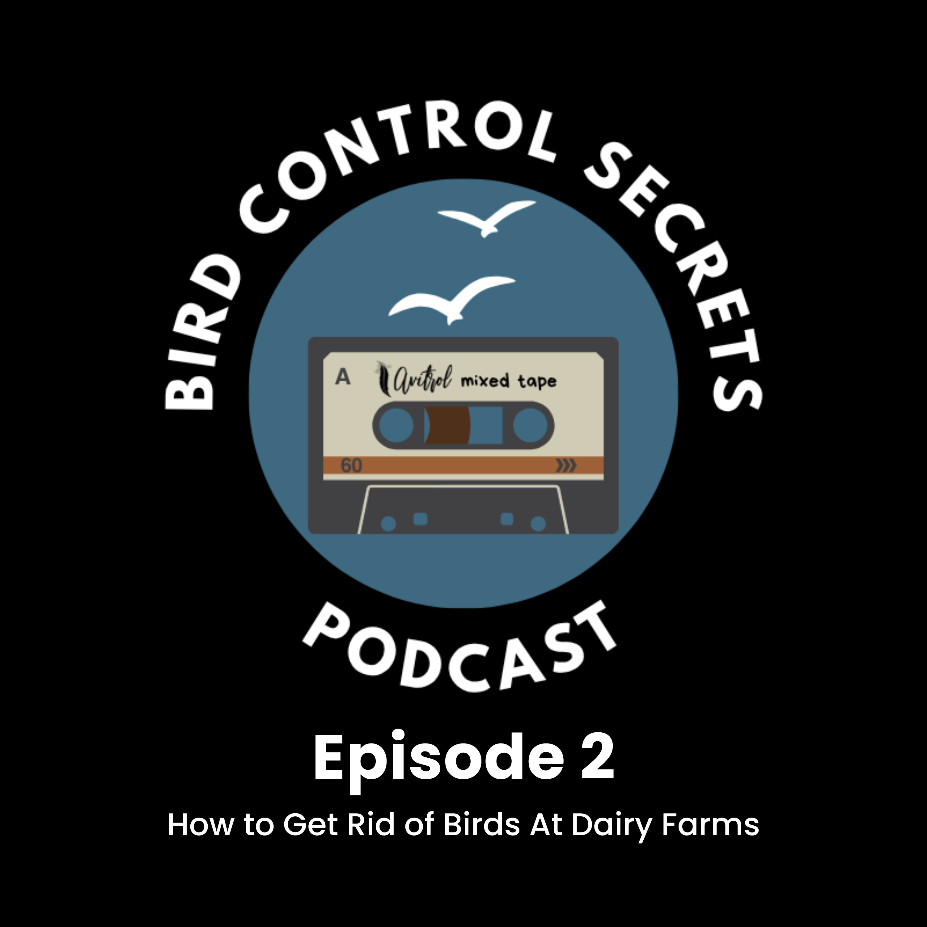 Bird Control Secrets Podcast #2- How to Get Rid of Birds At Dairy Farms